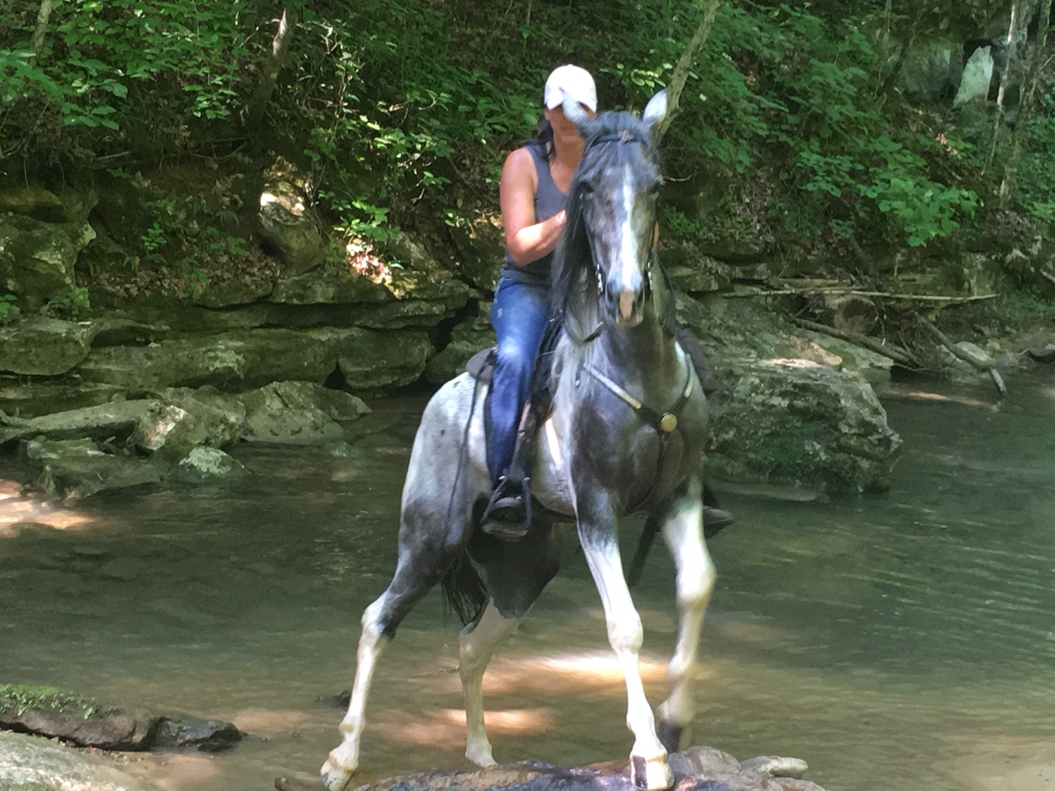 Rider and gray horse crossing a wooded creek near Stecoah Stables