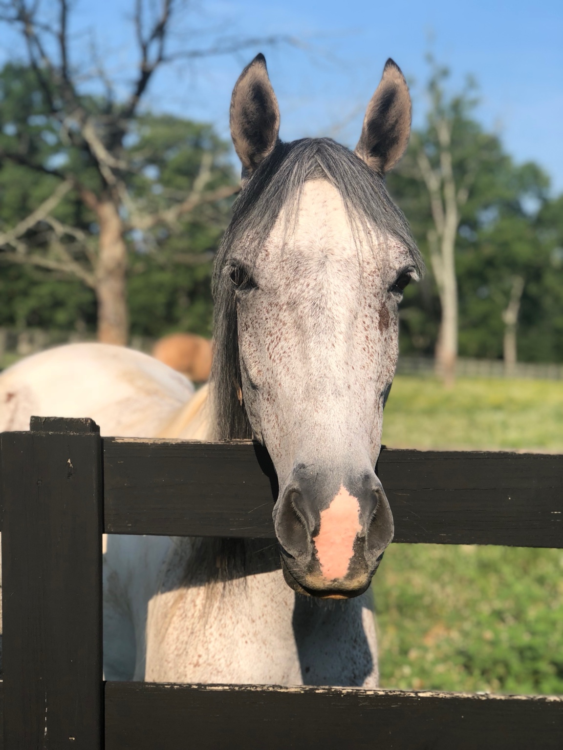 Gray horse looking over a pasture fence at Stecoah Stables