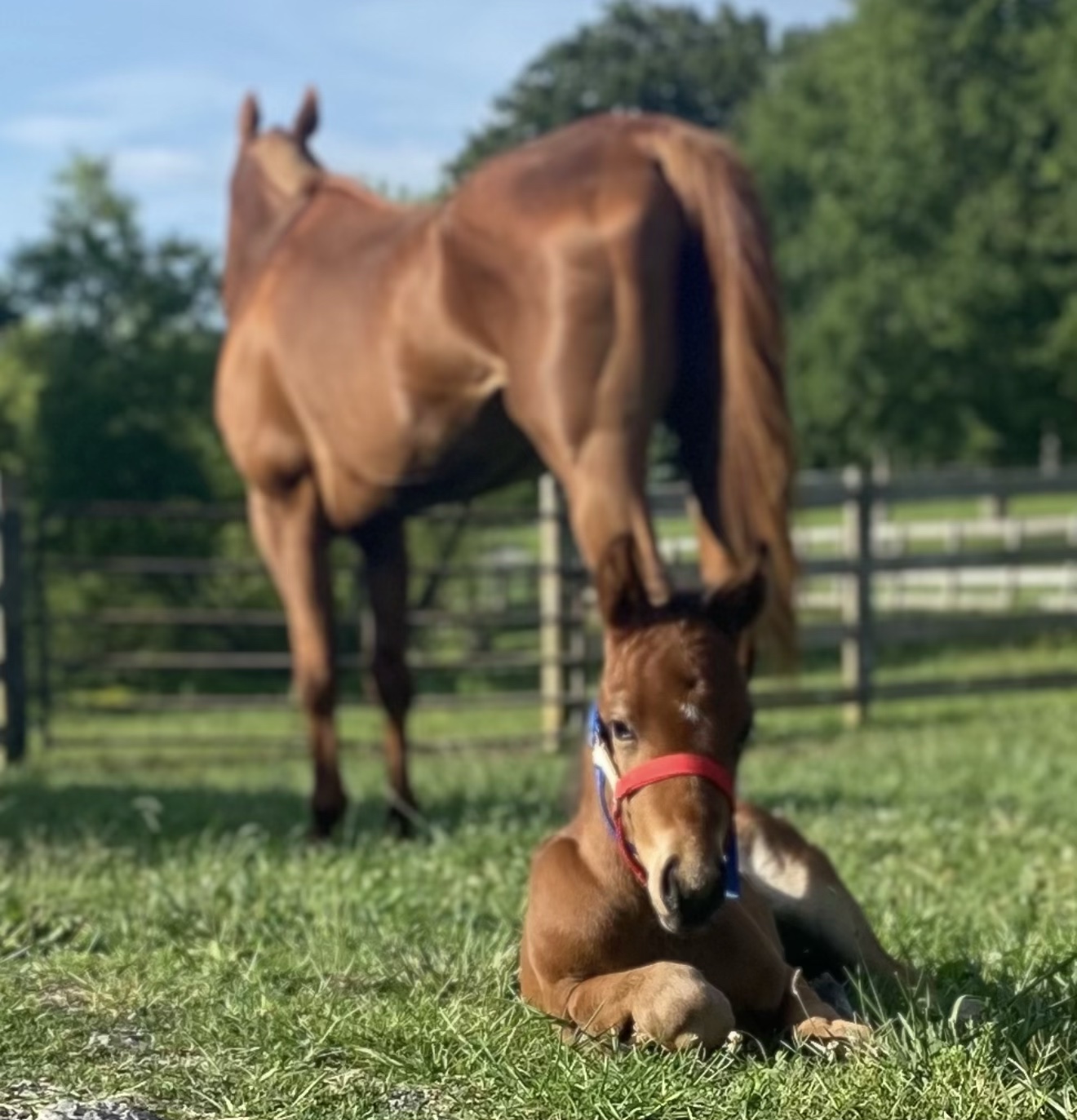 Mare standing behind her young foal in the pasture